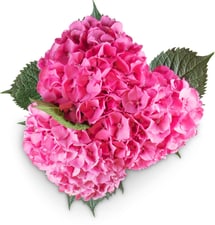 Hortensias