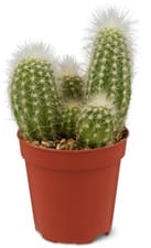 M-Classic cactus mix 5.5cm