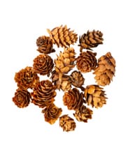 Fleur de pomme pin 25g
