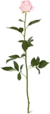 Fairtrade rosa al pezzo rosa