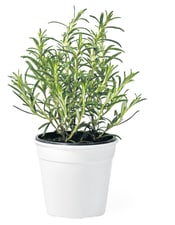 Migros Bio romarin pot