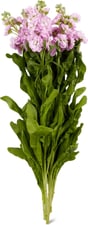 M-Classic matthiola