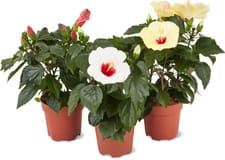 Hibiscus long life 13cm