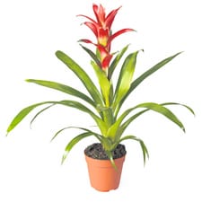Bromelia