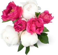 Trio de pivoines