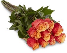 Fairtrade roses noblesse