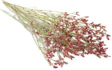 M-Classic Limonium