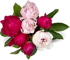 Pivoines trio