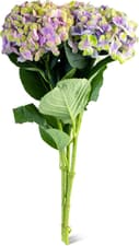 M-Classic hortensias