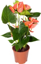 Anthurium Adreanum Ø17cm
