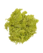 Lichen Finlande vert clair 50g