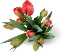 Tulipani