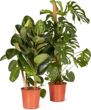 M-Classic plante verte