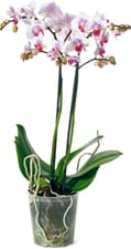 Phalaenopsis Multiflora 12cm