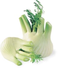 Fenouil