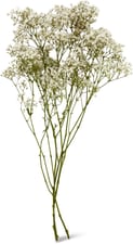 M-Classic gypsophile