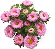 M-Classic asters d'été