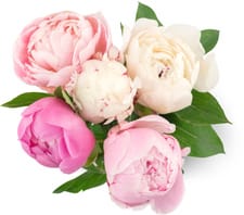 Pivoines