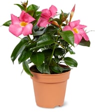 Dipladenia 10cm