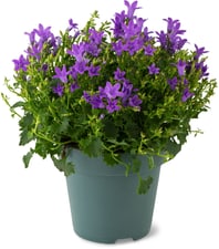 Campan. Get me 10cm bleu