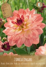 Dahlia Zingaro, 3 bulbes à fleurs (Couleur: ZINGARO I)
