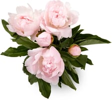 Peonie 5pz