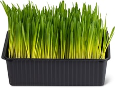 Migros Bio herbe à chat