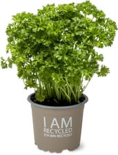 Migros Bio persil frisée en pot