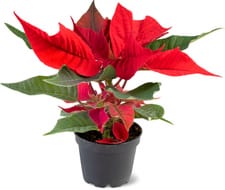 Weihnachtsstern
