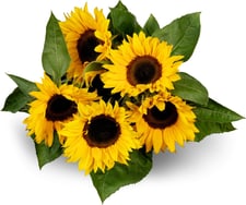 Tournesols 5pc