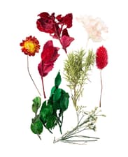 Set de fleurs séchée Forêt merveilleuse