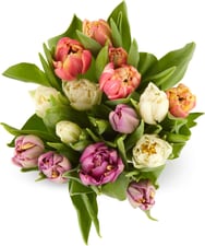 Mix de tulipes spéciales