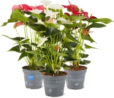 M-Classic Anthurium 17cm