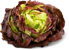 Bio Laitue pommée rouge