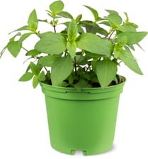 Migros Bio basilic 13cm