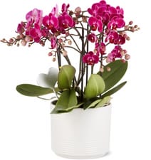 Premium Orchidee
