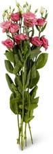 M-Classic Lysianthus 5pc