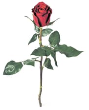 Fairtrade rose à la pièce