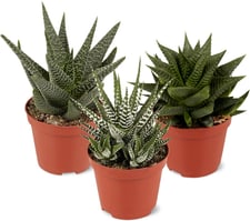 M-Classic haworthia fasciata 8.5cm