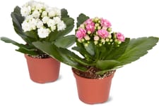 Kalanchoe