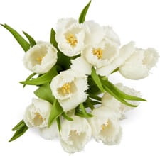 M-Classic tulipes frisees