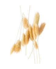 Lagurus séché blanchi