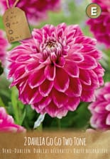 Dahlia Gogo Two Tone