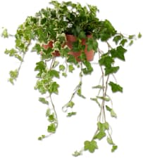 Hedera helix 13cm