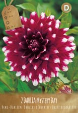 Dahlia Mystery Day, 3 bulbes à fleurs (Couleur: MYSTERY DAY I)