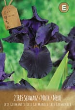 Iris Germanica Schwarz