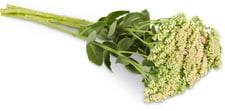 Fleurs de saison 3