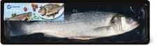 M-Classic ASC Bar-loup de mer