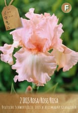 IRIS GERMANICA ROSA