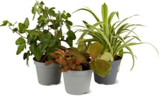 Mini piante verdi 6 cm